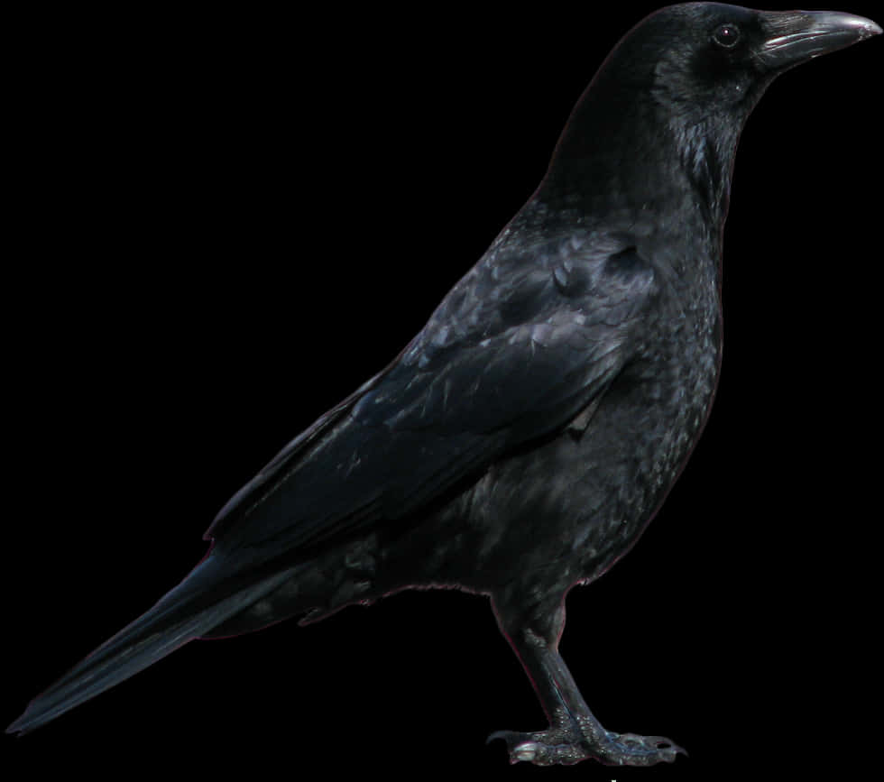Black Crow Standing Png Image - Crow Png, Transparent Png
