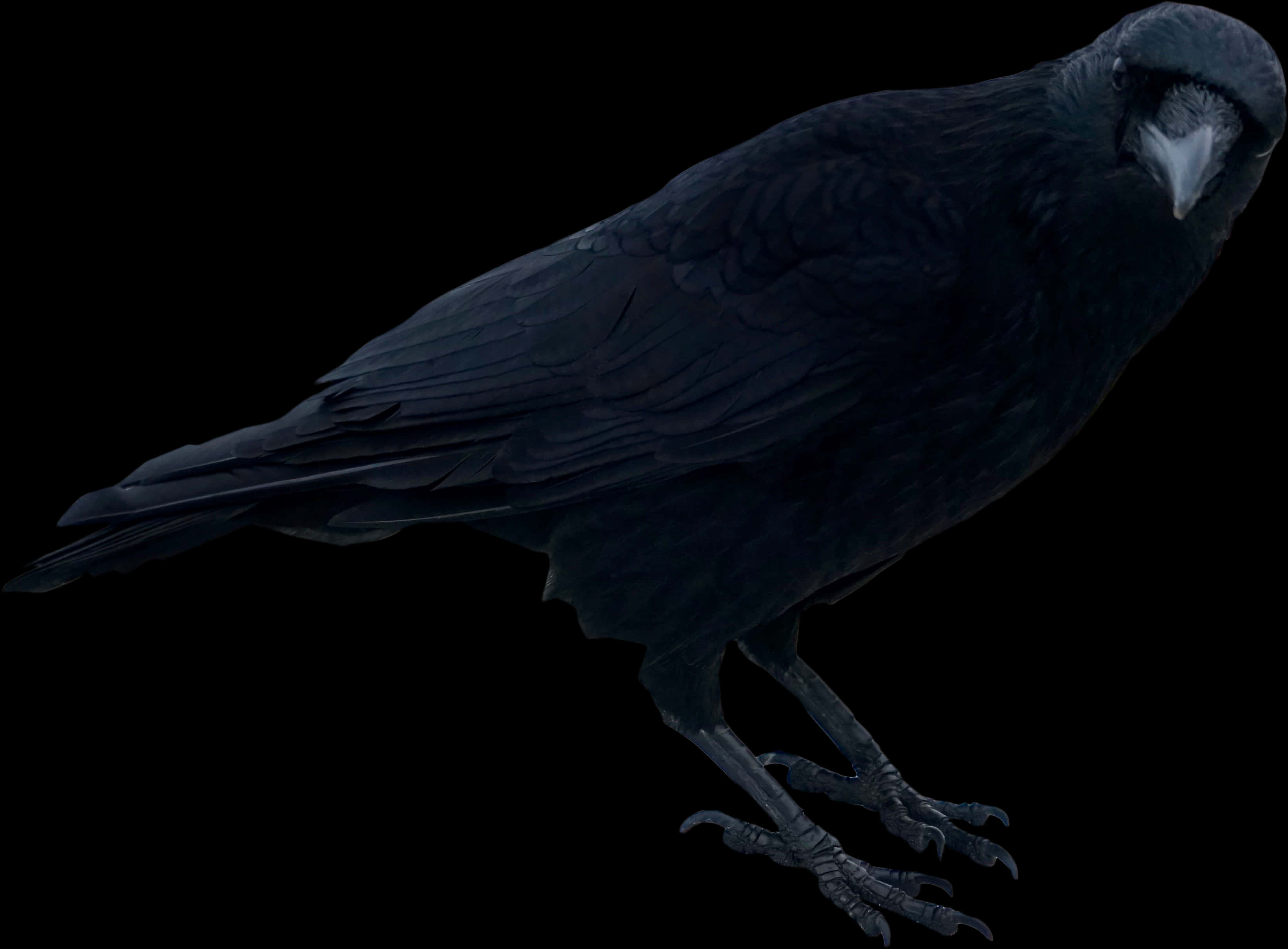 Black Crow Standing Png Image - Transparent Background Crow Transparent, Png Download