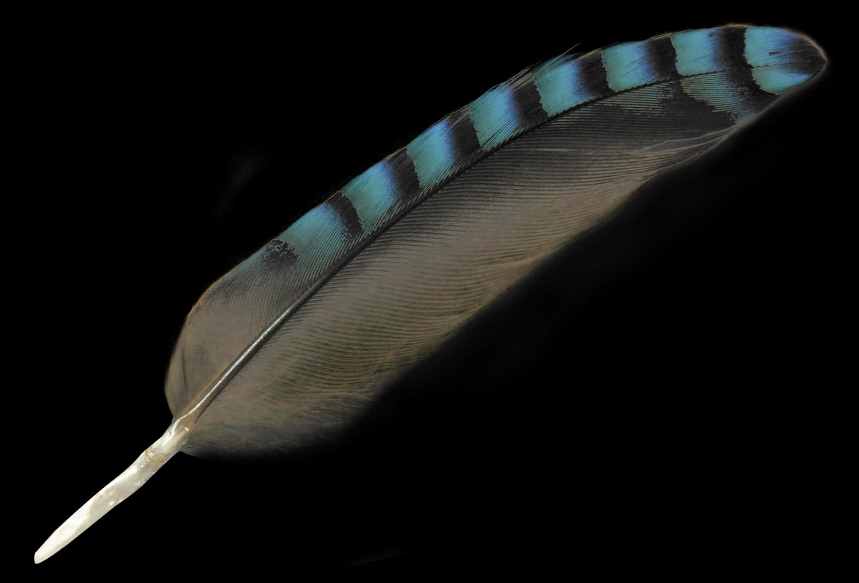 Black Feather With Blue Stripes.