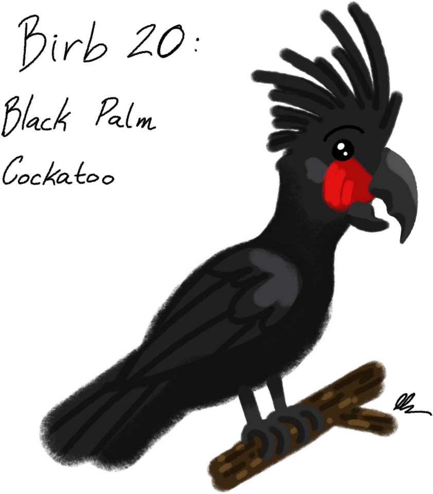 A Black Bird With Red Beak And Long Tail Sitting On A Branch