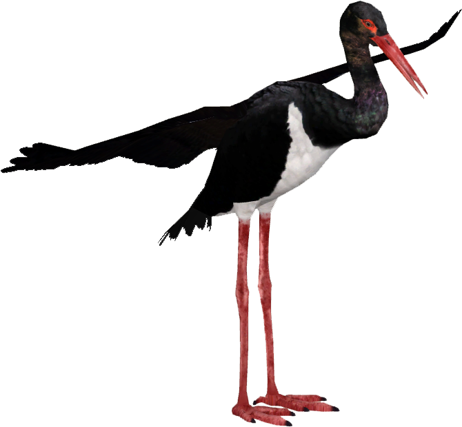 A Black And White Bird With Red Legs