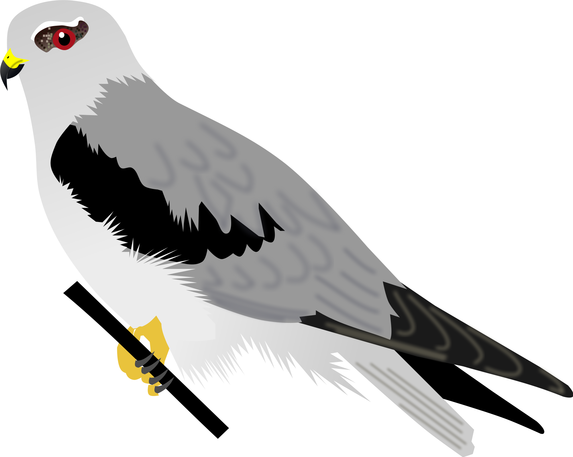 Black-winged Kite Clipart , Png Download - Kite, Transparent Png