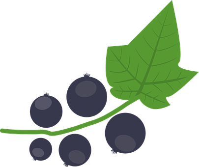 Blackcurrant Png 405 X 340