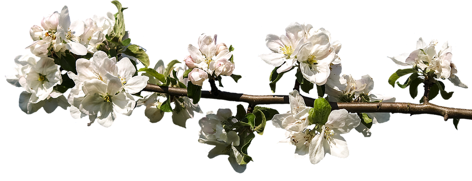 A Branch With White Flowers