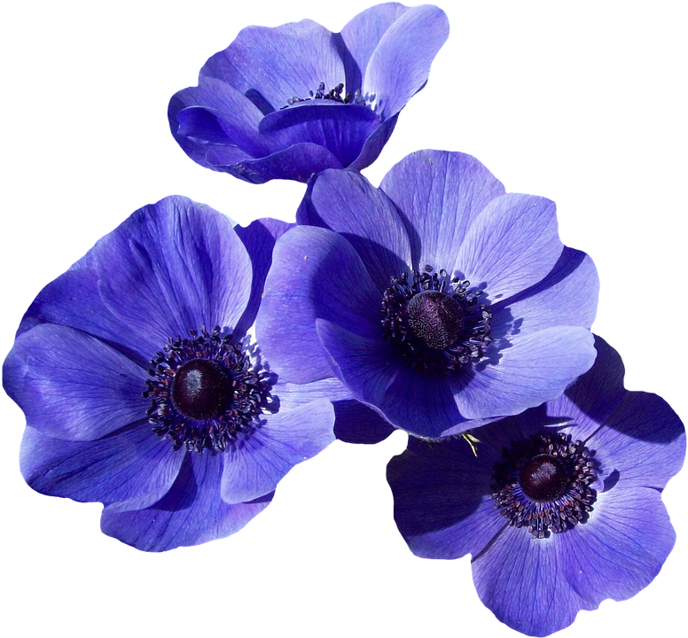 A Group Of Blue Flowers