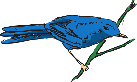 A Blue Bird With A Black Background