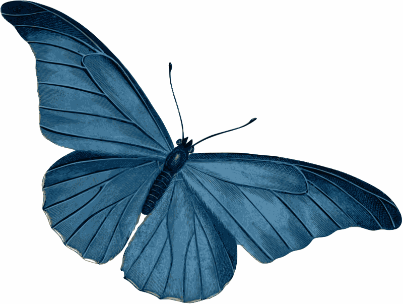 A Blue Butterfly With Wings Spread