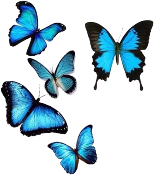 A Group Of Blue Butterflies