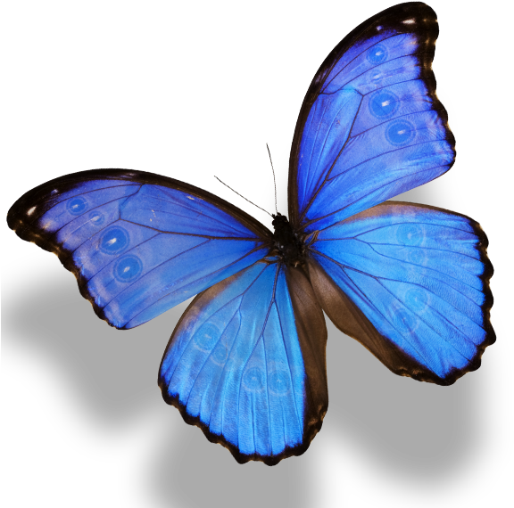 A Blue Butterfly With Black Wings