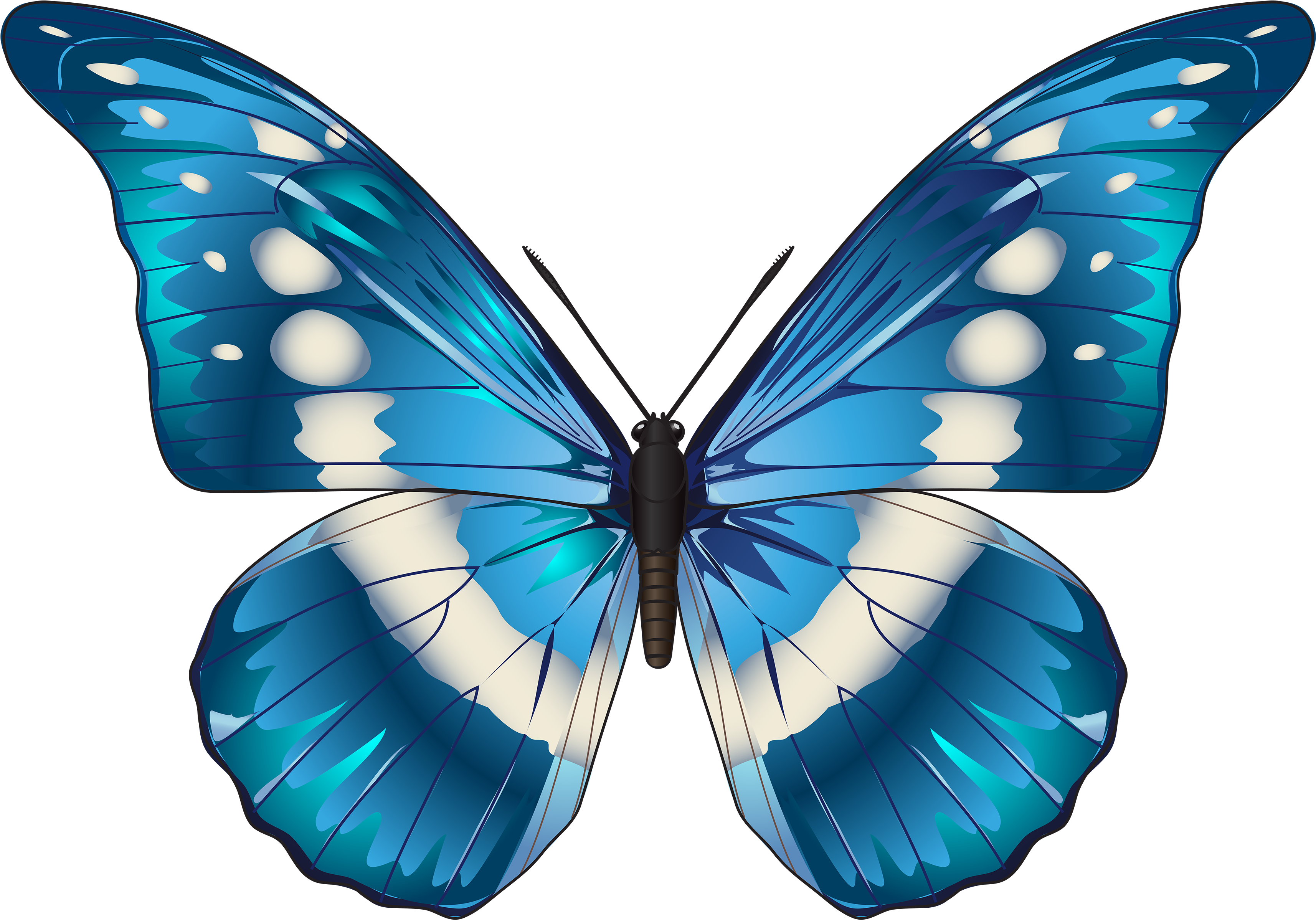 A Blue And White Butterfly