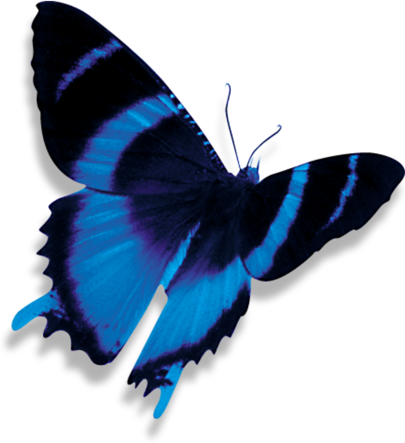 A Blue And Black Butterfly