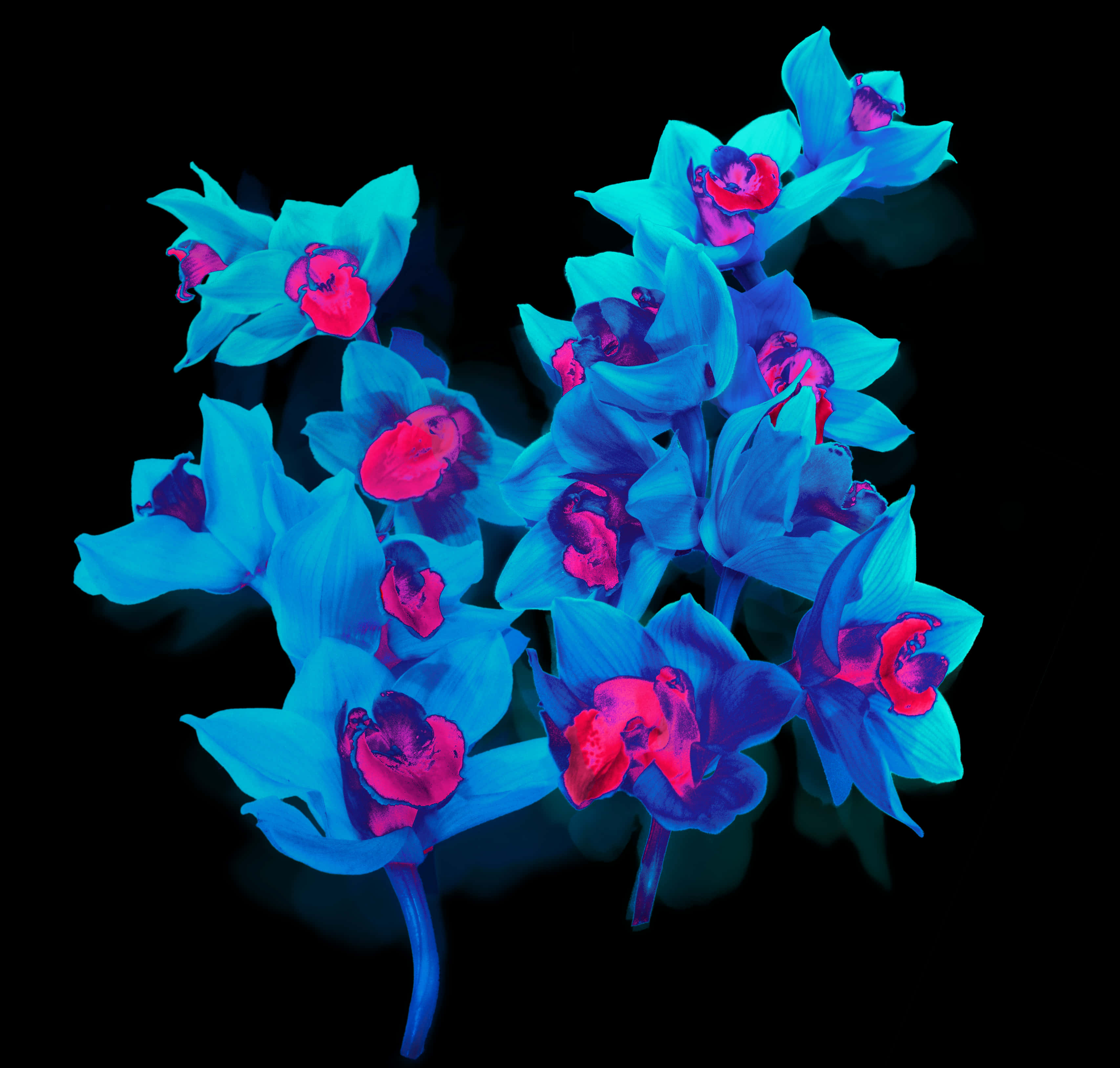 A Group Of Blue And Pink Flowers