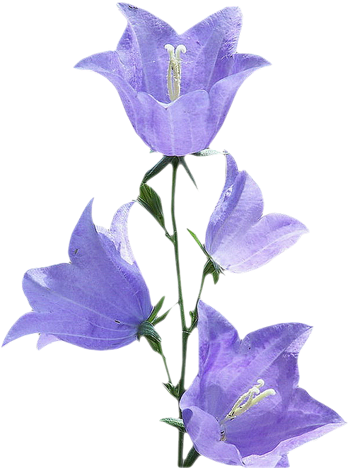 A Purple Flowers On A Stem