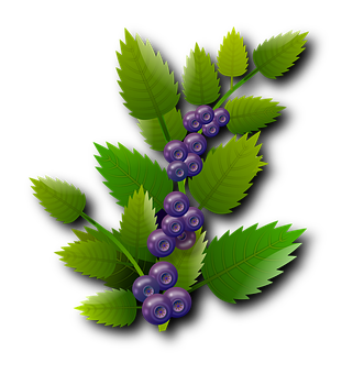 A Blueberry With Green Leaves