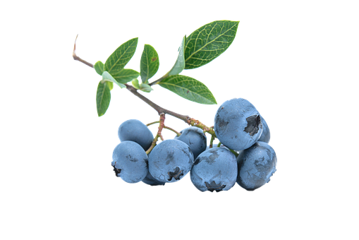 Blueberry Png 509 X 340