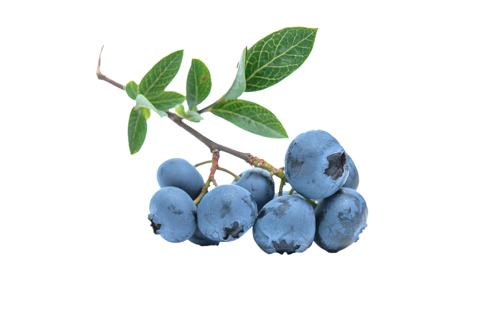 Blueberry Png 960 X 640