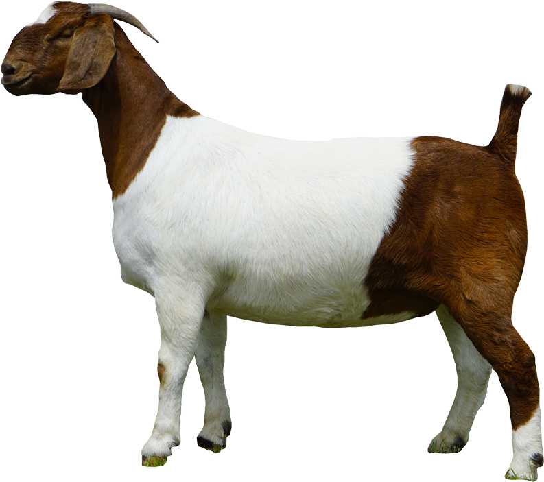 A Brown And White Goat