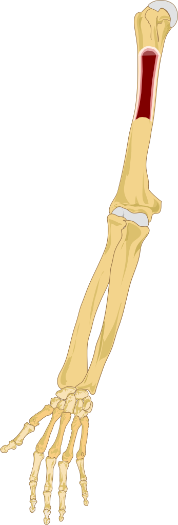 A Cartoon Of A Human Knee