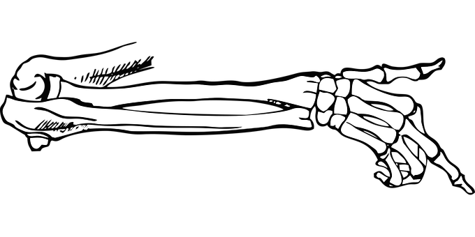 A Skeleton Of A Hand