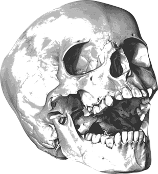 A Skull With A Black Background