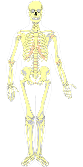 A Skeleton Of A Person