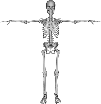 A Skeleton With Arms Out