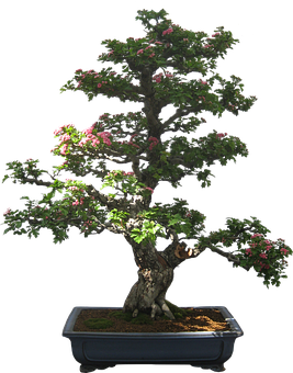 A Bonsai Tree With Pink Flowers