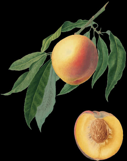 A Peach On A Branch With Leaves
