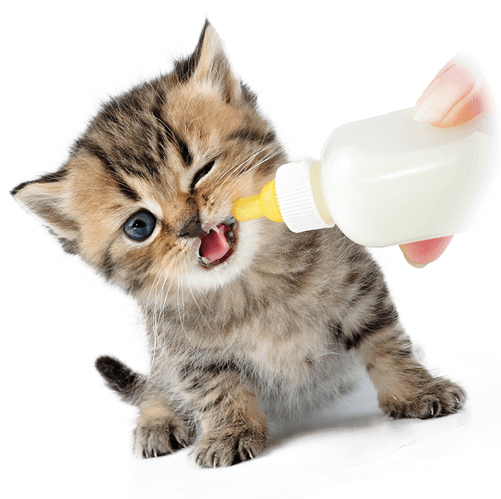 A Kitten Being Fed By A Bottle