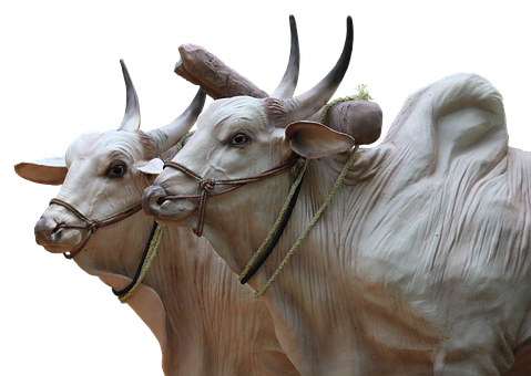 A Group Of Cows With Horns