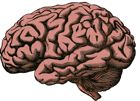 A Drawing Of A Brain