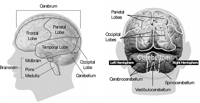 A Comparison Of The Brain And The Brain