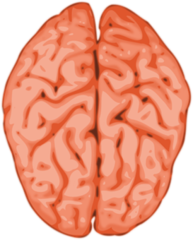Brain Png 273 X 340