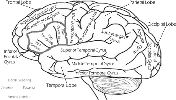 A Diagram Of The Brain