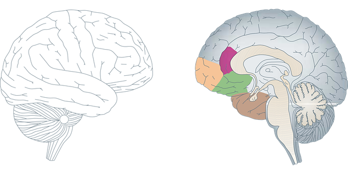 A Diagram Of The Brain