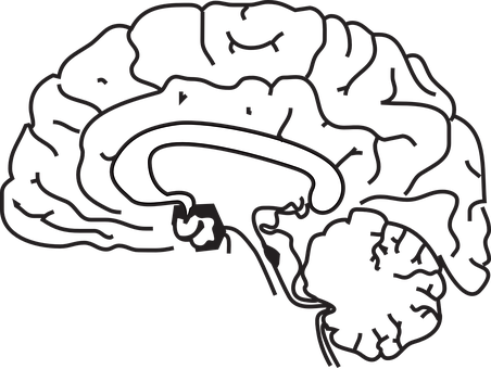 A White Line Drawing Of A Brain