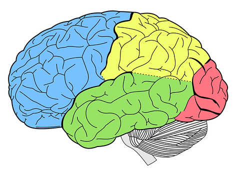 A Colorful Brain With Different Colored Parts
