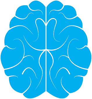 Brain Png 316 X 340