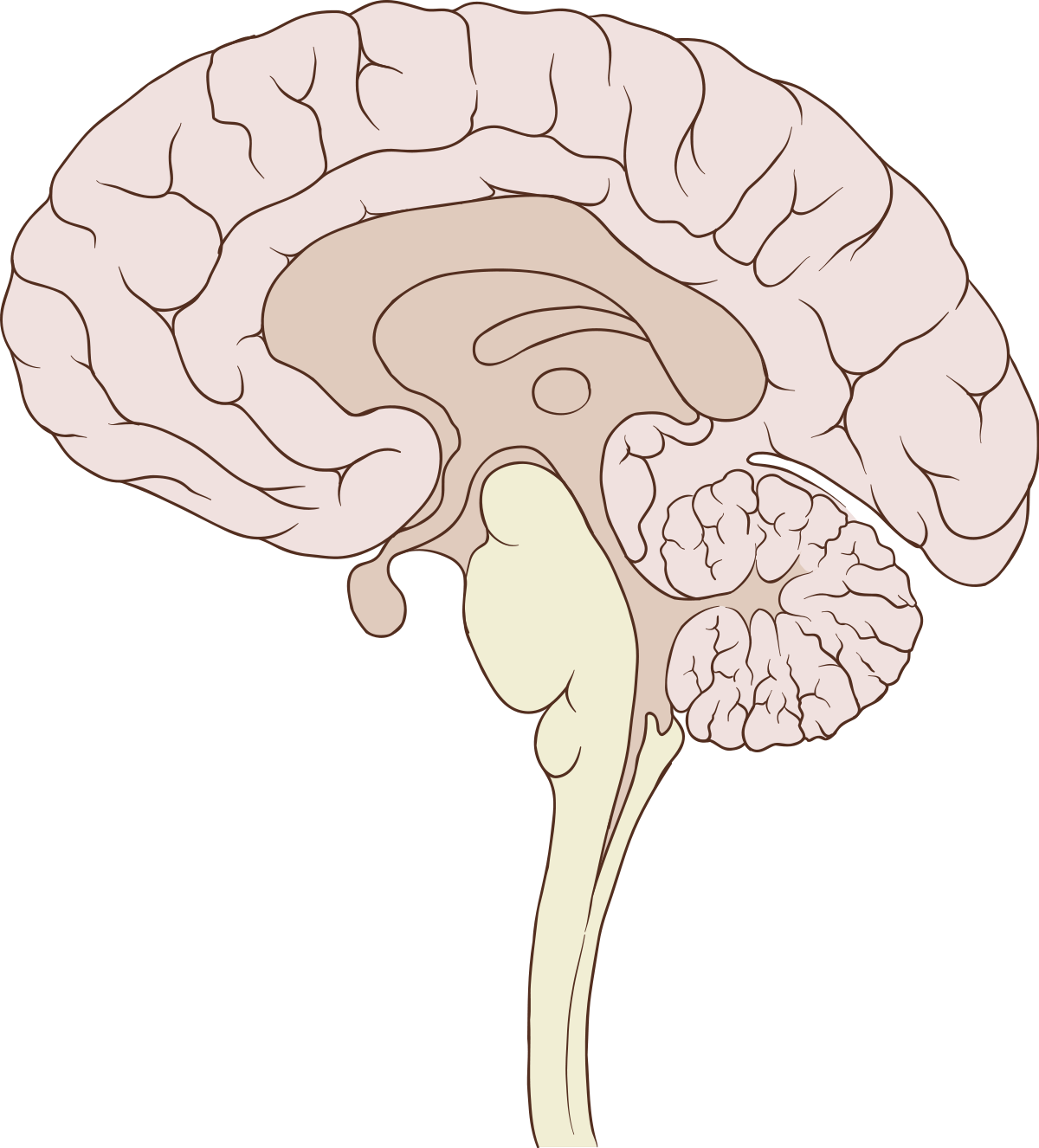 A Diagram Of A Brain
