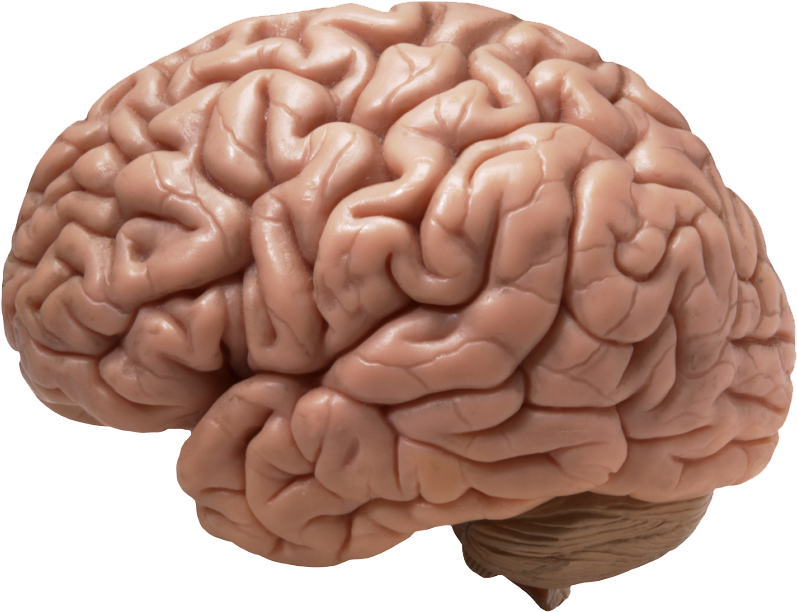 A Close Up Of A Brain