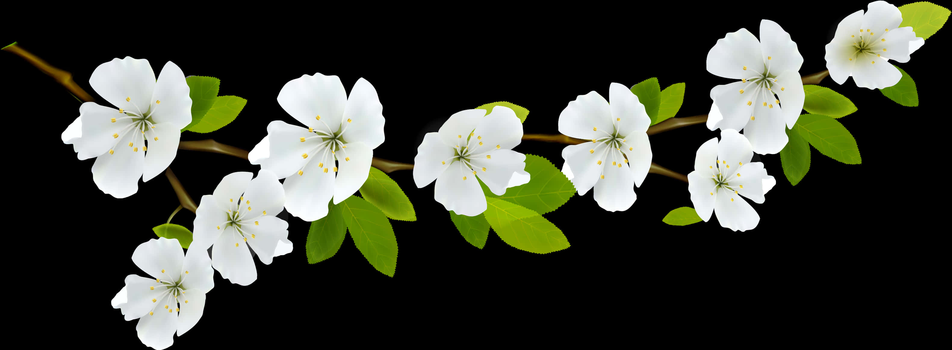 A White Flowers On A Branch