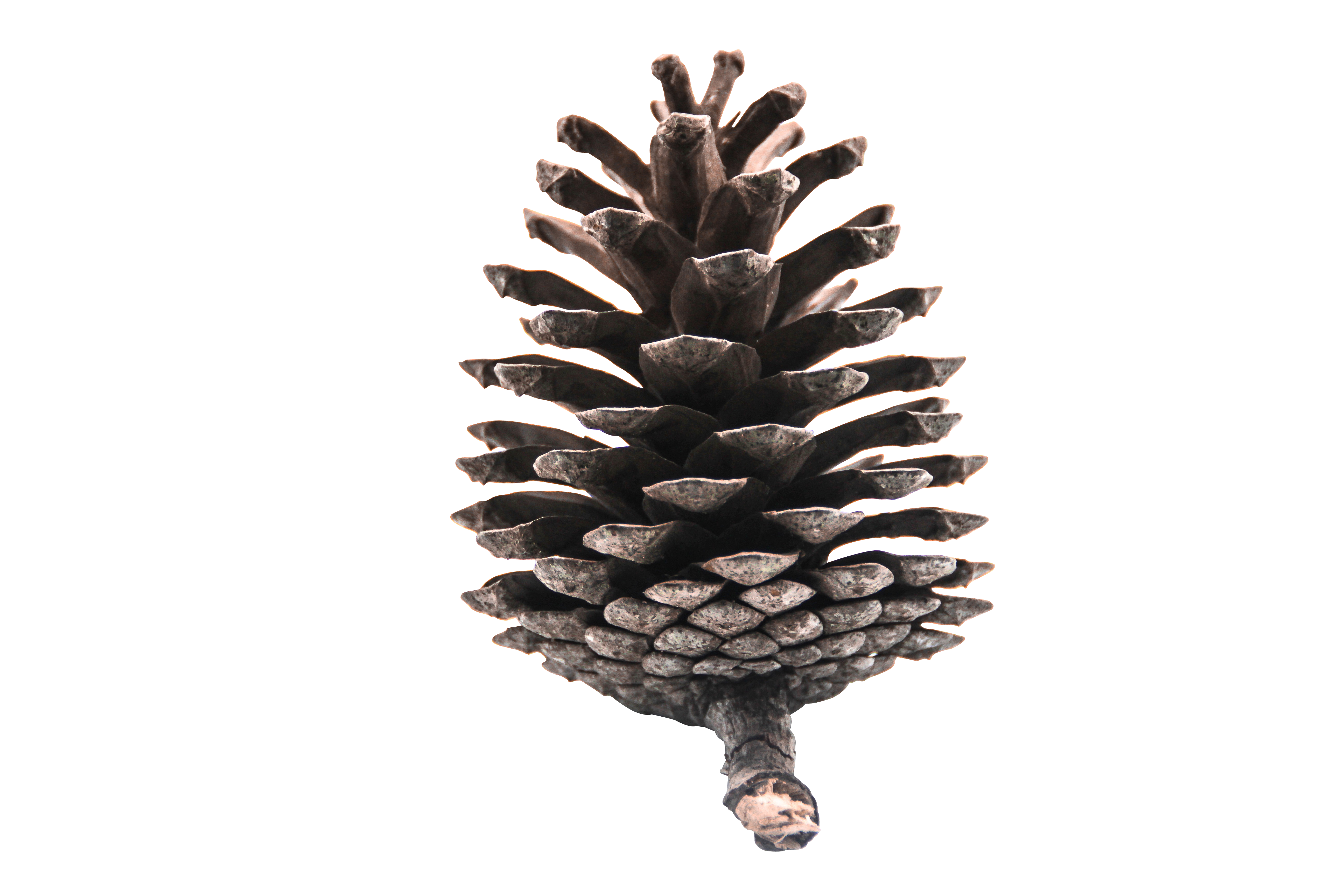 A Pine Cone On A Black Background