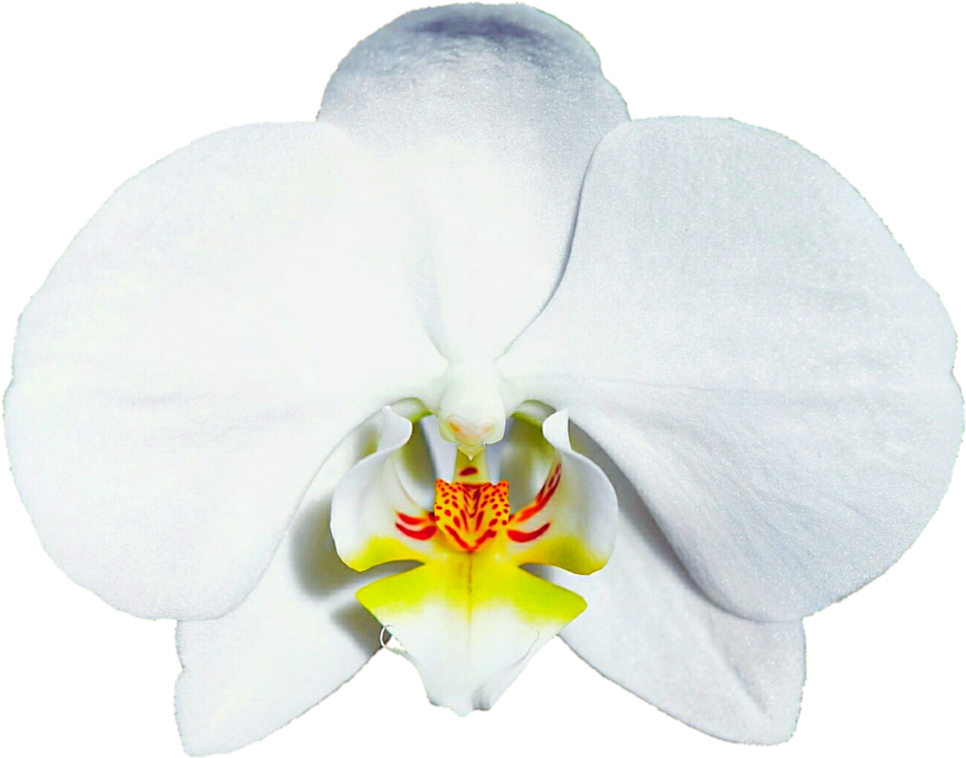 A Close Up Of A White Flower