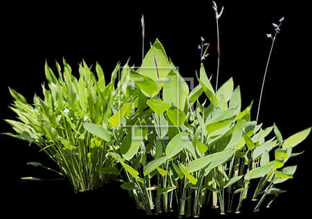 Bright Green Water Plants Cut-out For Your Rendering - Aquatic Plant