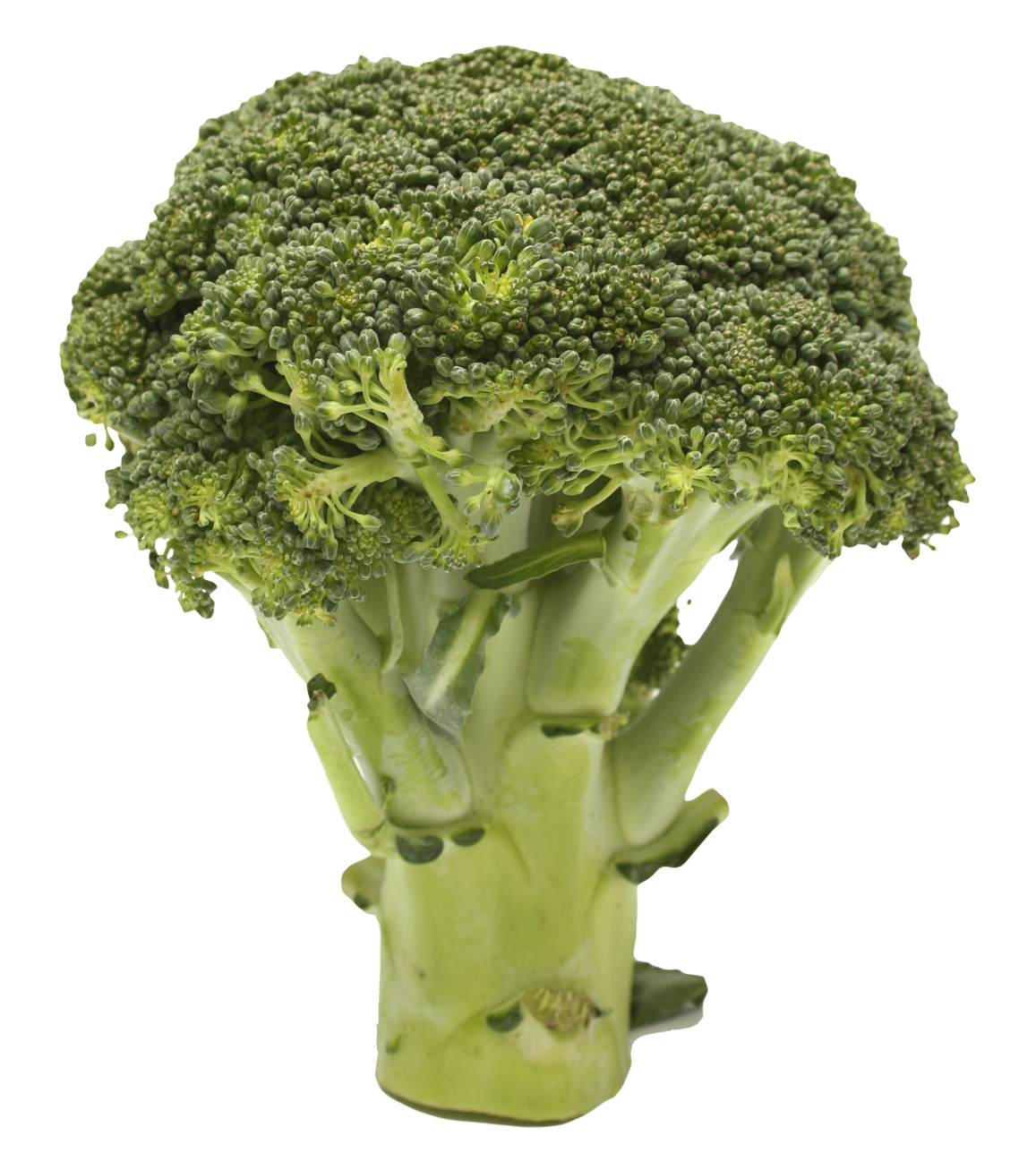 A Green Broccoli Head With A Black Background