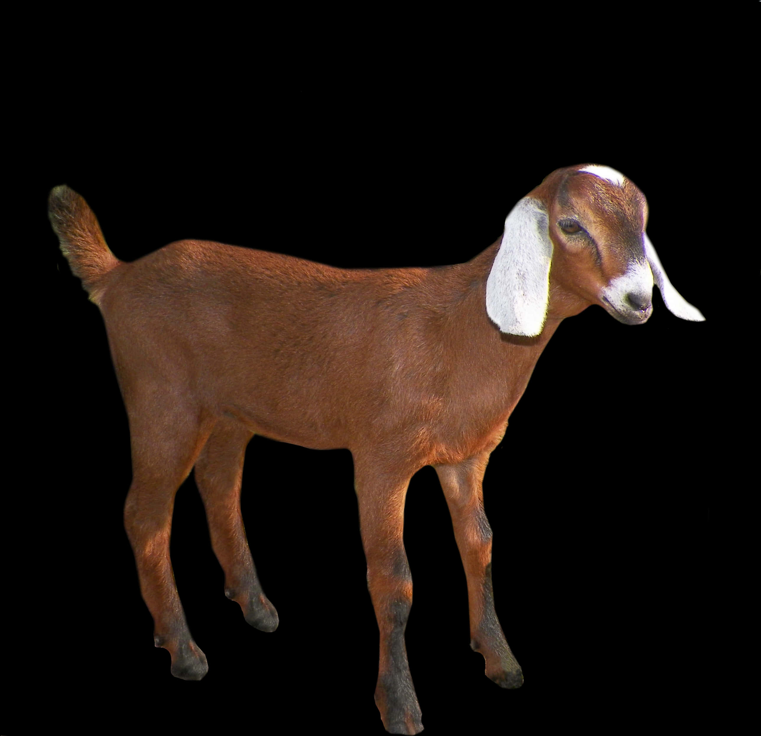 Brown Goat White Ears Standing