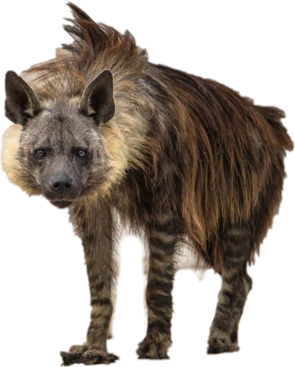 A Hyena Standing On A Black Background