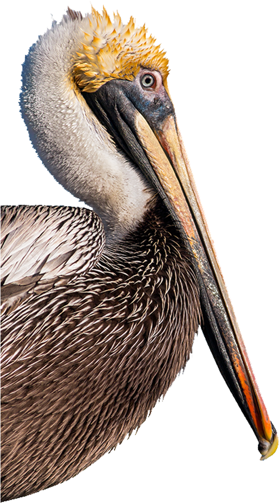 A Close Up Of A Pelican