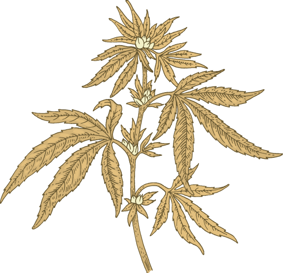 Browned Cannabis Leaves