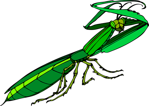 Bug Png 480 X 340